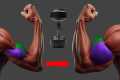 8 Perfect Dumbbell Exercises to Grow