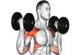 Standing Dumbbell Exercises for a